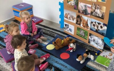 Mój przyjaciel – kot i pies